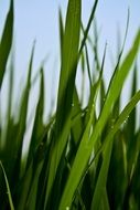 stunning field plant