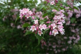 Kolkwitzia amabilis, blooming shrub close-up on blurred background