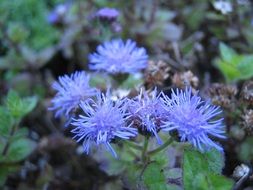 blossom of cute blue flowers