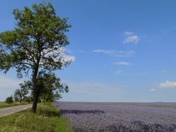 flowering field in summer