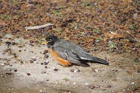 closeup photo of american robin on the ground