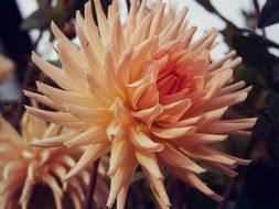 orange chrysanthemum flower