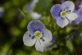 Spring blue small flower