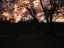 tree silhouettes at dusk in the evening