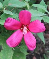 amazing hibiscus flower