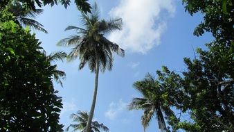 palm tree in Africa