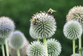 bees nature flower natural summer