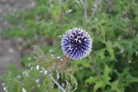 blue thistle on the field