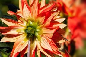 sharp petals of dahlias