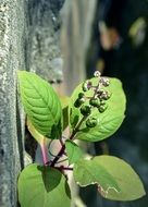 green plant at the wall