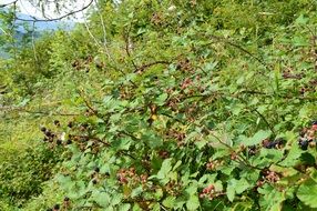 blackberry plants in forest