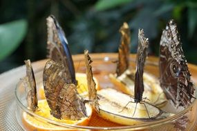 butterfly with raised wings in a bowl