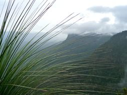 Green Grass on a hill