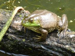 brown frog in the pond