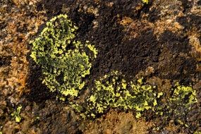 photo of green lichen