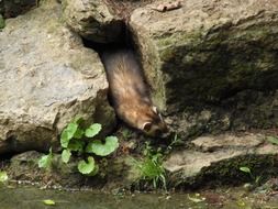 marten among the stones