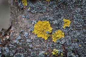 closeup picture of spots of yellow lichen on tree bark