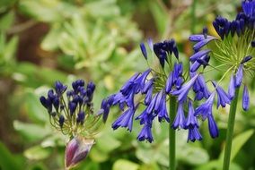 blue blossoms of Аgapanthus in garden