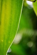 green leaf on ceylon close up