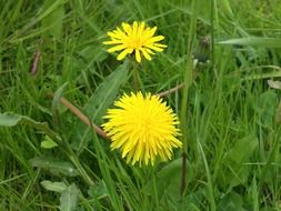 Yellow dandelion in a field