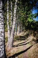 trees near the forest path