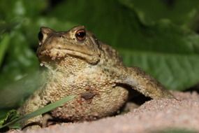 frog on the sand