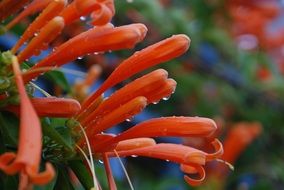 Orange trumpet creeper, Pyrostegia venusta, rain drops on flowers