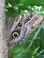 gray butterfly on a tree trunk