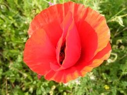 top view of a red wild poppy