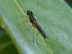 flying insect on a green leaf