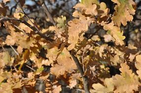 brown autumn foliage on a tree in the bright sun