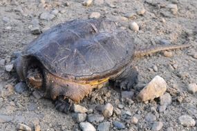 Snapping turtle on stones on the ground