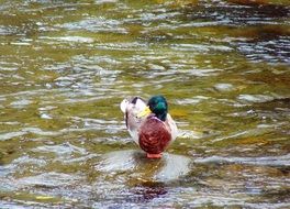 Beautiful and colorful duck bird in the water