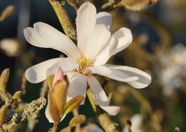 star magnolia bush blossom