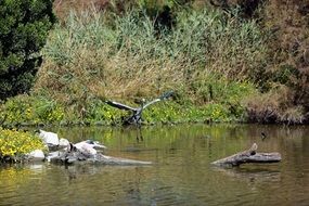 gray heron in flight over water in the wild