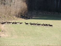 fallow deer flock
