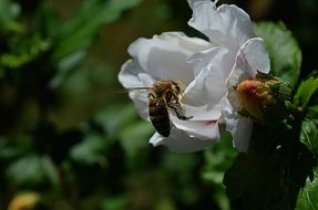 insect on a white bud