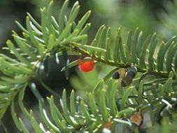red poisonous berries on a coniferous plant