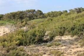 green plants in the desert in Mallorca on a sunny day