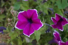 Purple petunia Flowers with white edges
