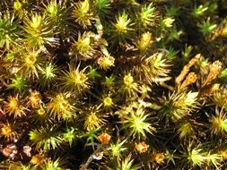 fluffy moss in Finland