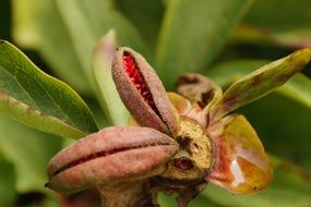 plant capsule with seeds