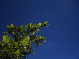 Green Tree at the background of the blue sky