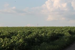 field with green plants in moldova