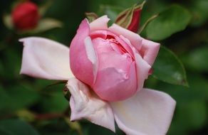 rose flower pink petals opening