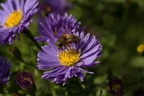 fly on blue aster flower, macro