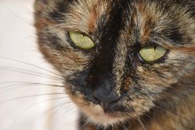 muzzle of a cat with green eyes