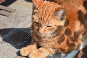 plant shadow on ginger cat