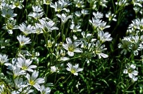 Small white flowers in a garden