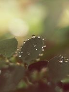 flower foliage in water drops